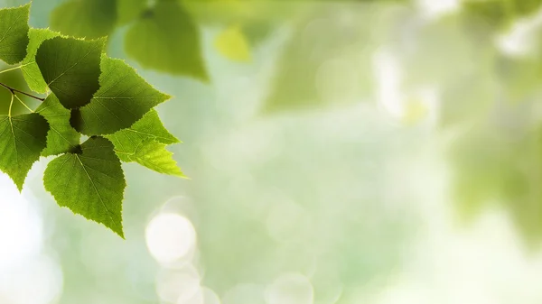 Summer background with birch foliage — Stock Photo, Image