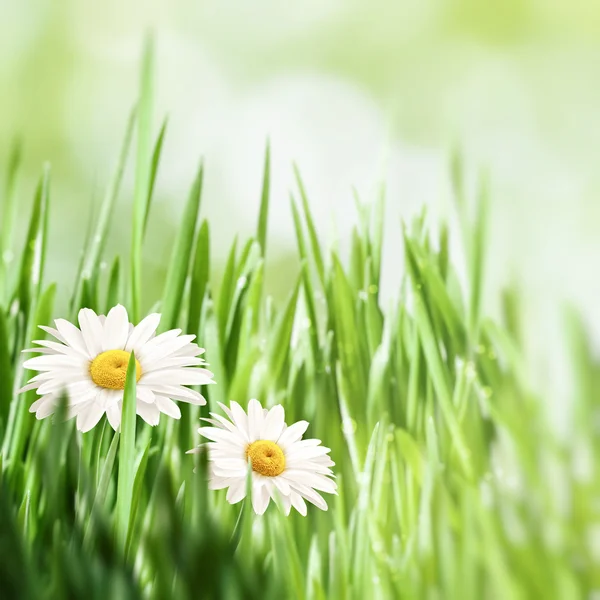 Beleza fundo natural com flores de camomila — Fotografia de Stock