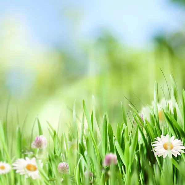 Fondo natural de belleza con flores de manzanilla — Foto de Stock