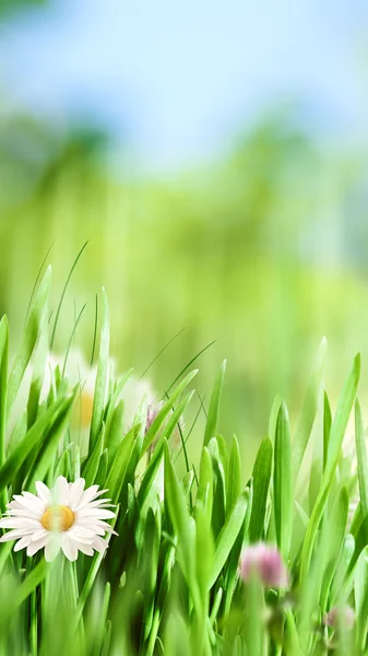 Schönheit natürliches Banner mit Kamillenblüten — Stockfoto