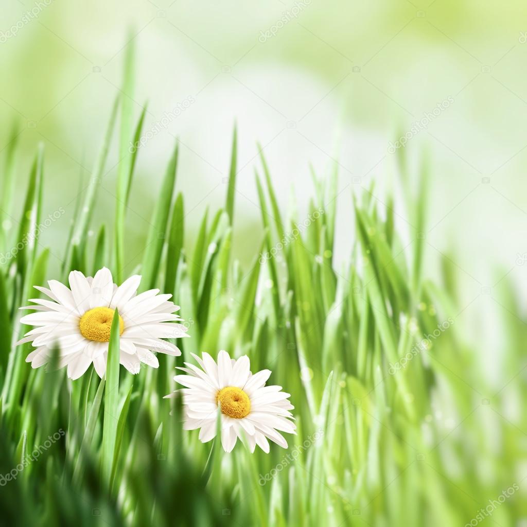 Beauty natural background with chamomile flowers