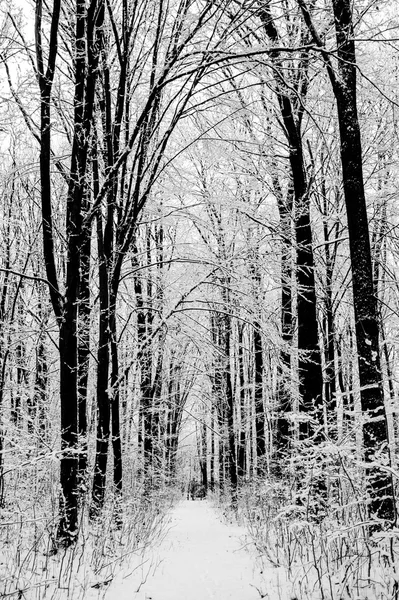 Árboles forestales de invierno — Foto de Stock