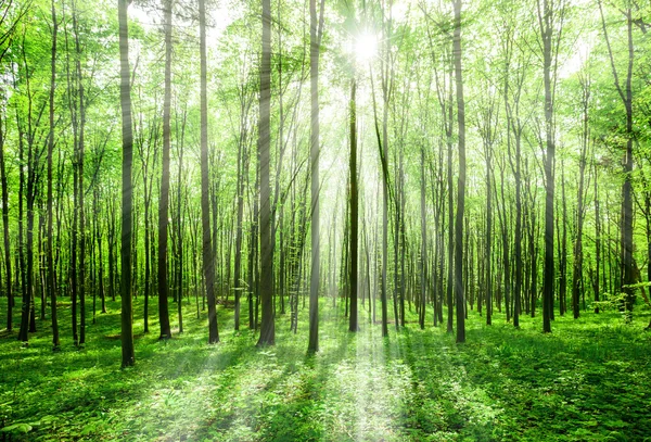 A forest tree Stock Image