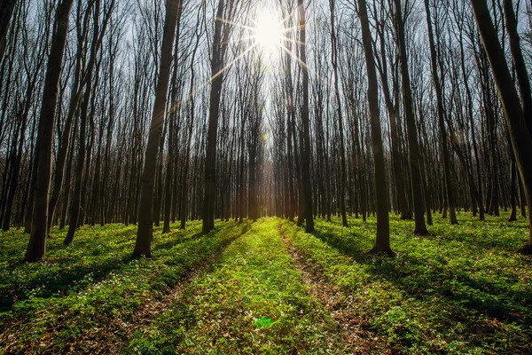 Arbres forestiers de printemps . — Photo