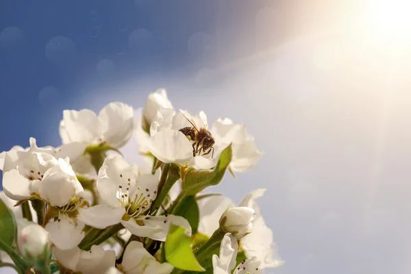 En vårblommor — Stockfoto