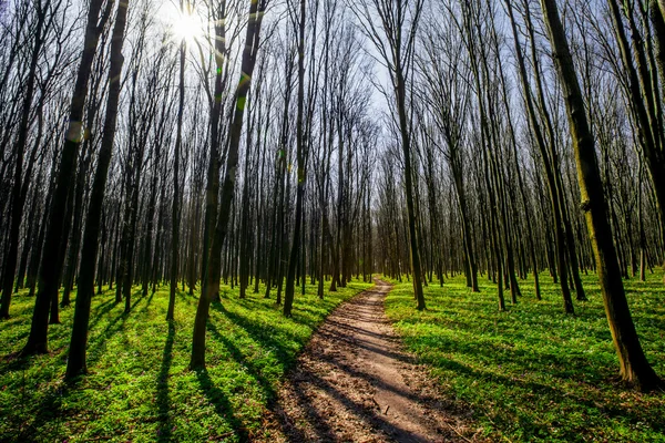 Bosques de primavera . —  Fotos de Stock