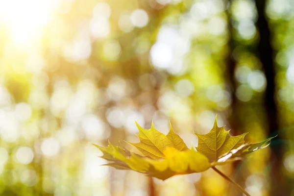 Uma floresta de primavera — Fotografia de Stock