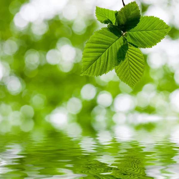 Floresta de árvore de folha . — Fotografia de Stock