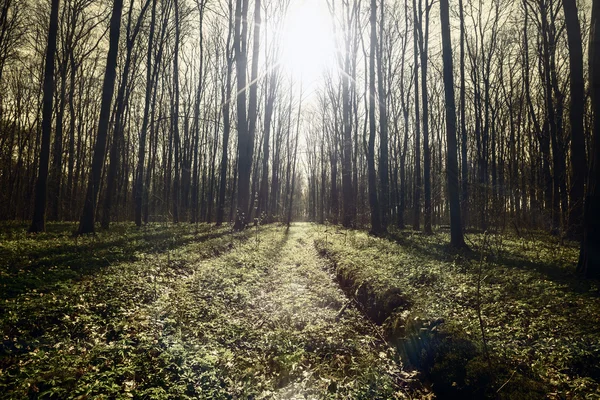 Alberi forestali primaverili vintage . — Foto Stock