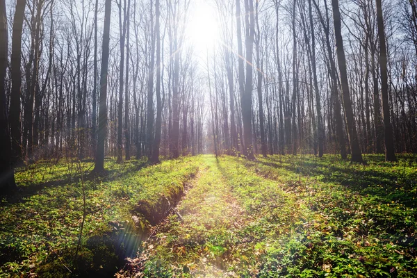 Alte Frühlingswälder. — Stockfoto