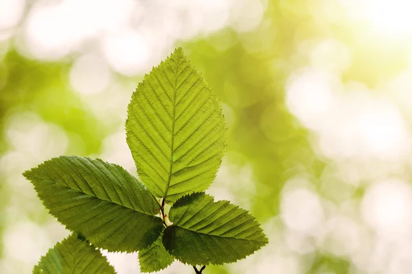 Hoja en un árbol en el bosque — Foto de Stock