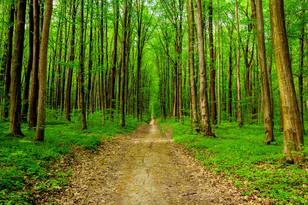 Een forest bomen — Stockfoto