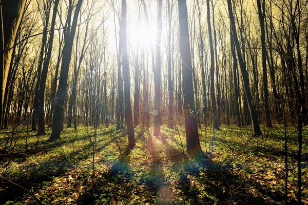 Bosques de primavera . —  Fotos de Stock