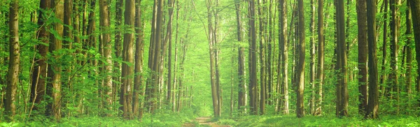 Bosques de primavera —  Fotos de Stock