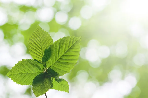 Blad boom bos. — Stockfoto