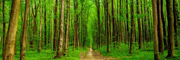 Árvore floresta primavera — Fotografia de Stock