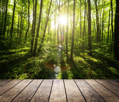 Bahar Ormanı Ağaçları