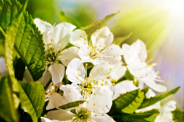 Q flores de primavera — Fotografia de Stock