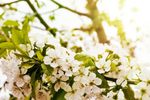 Flores de primavera — Foto de Stock