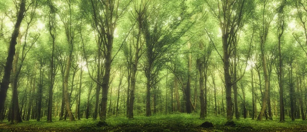 Uma floresta árvores . — Fotografia de Stock