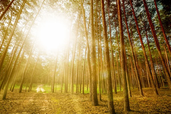 Árboles de pinos . — Foto de Stock