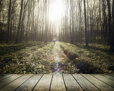 Bahar Ormanı Ağaçları