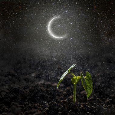 büyüyen yeşil fide