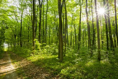 Bahar Ormanı Ağaçları