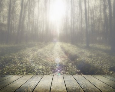 Bahar Ormanı Ağaçları