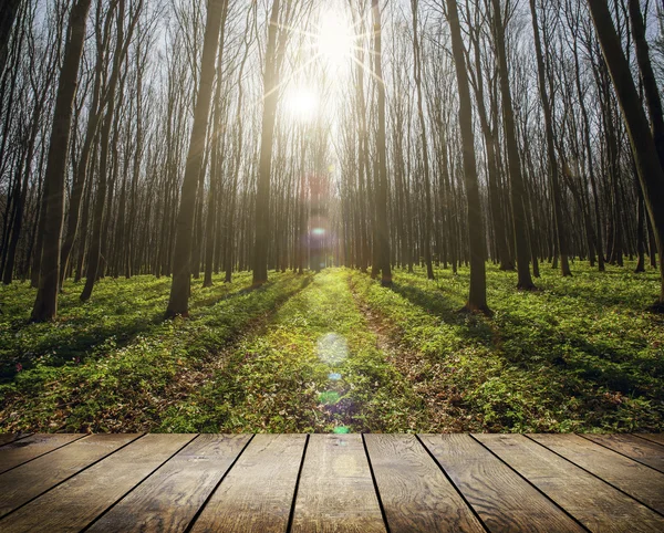 Bosques de primavera —  Fotos de Stock