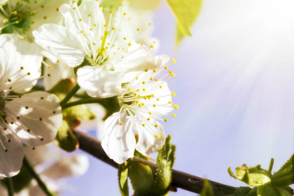 Fiori primaverili della ciliegia tre — Foto Stock