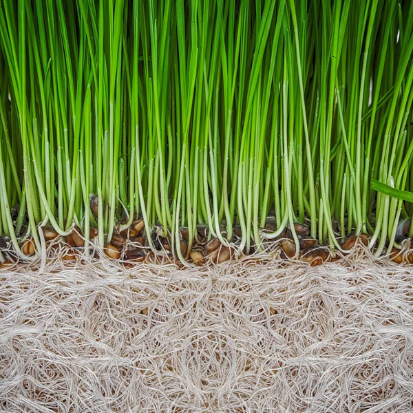 Sprossen von Grün — Stockfoto