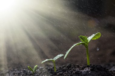 Yağmurda yerde yetişen yeşil fide.