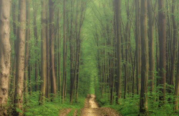 Bosques de primavera . — Foto de Stock