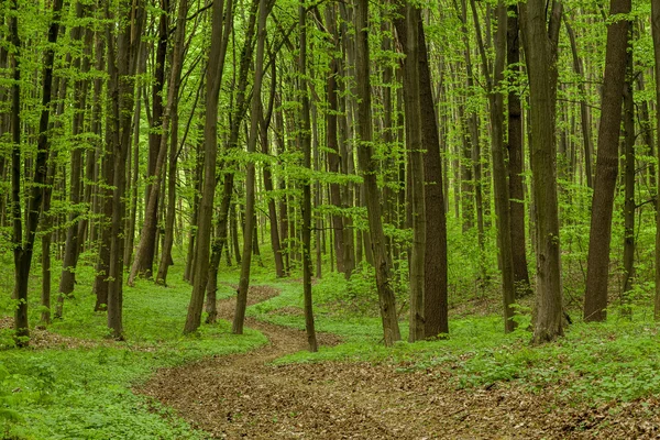 Frühlingswaldbäume — Stockfoto