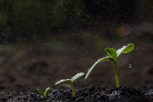 Green seedlings growing — Stock Photo, Image