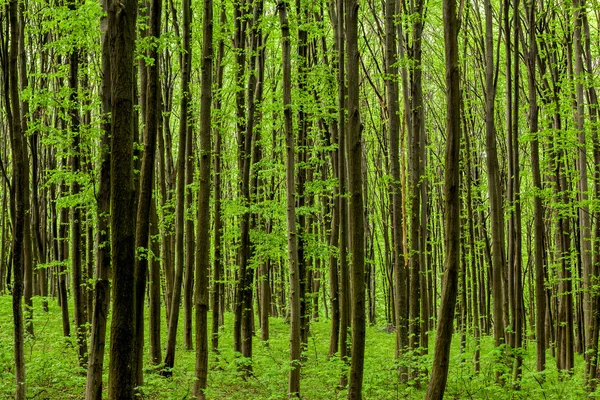 Bosques de primavera — Foto de Stock