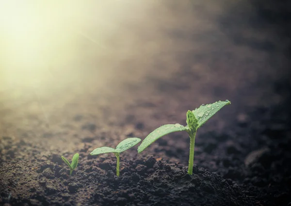 Groene zaailing groeiende — Stockfoto