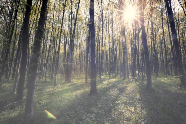 Vintage foresta primaverile — Foto Stock