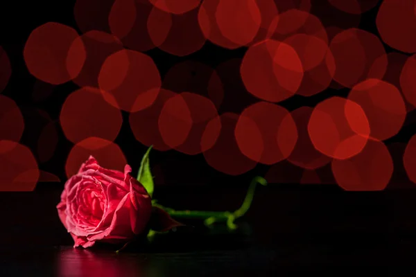 Red rose on the boke backgrounds — Stock Photo, Image