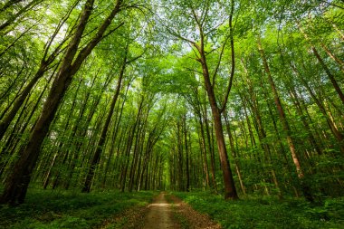Bahar Ormanı Ağaçları