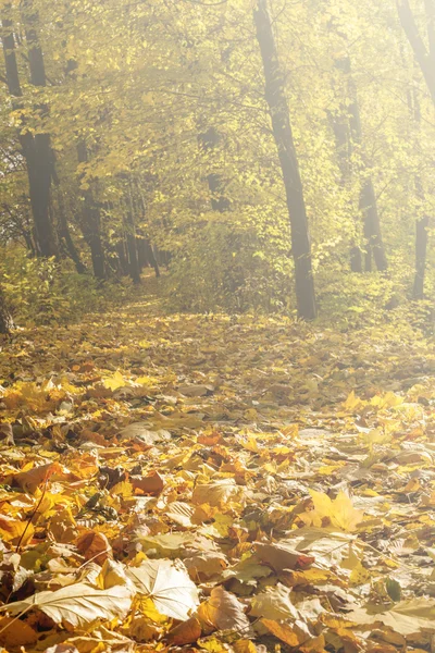 Arbres de forêt d'automne. nature vert bois lumière du soleil milieux. — Photo