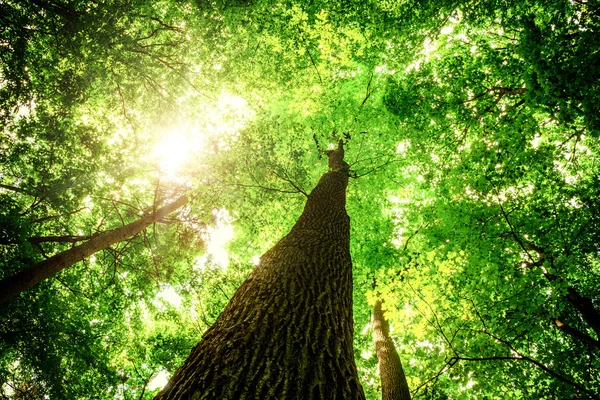 Alberi della foresta primaverile — Foto Stock