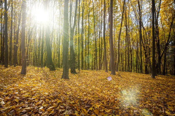 Herfst bos bomen. — Stockfoto