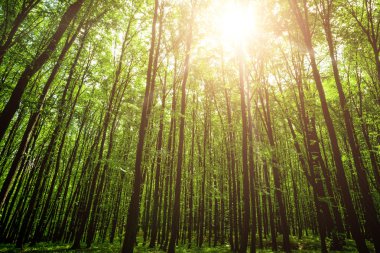 Bahar Ormanı Ağaçları