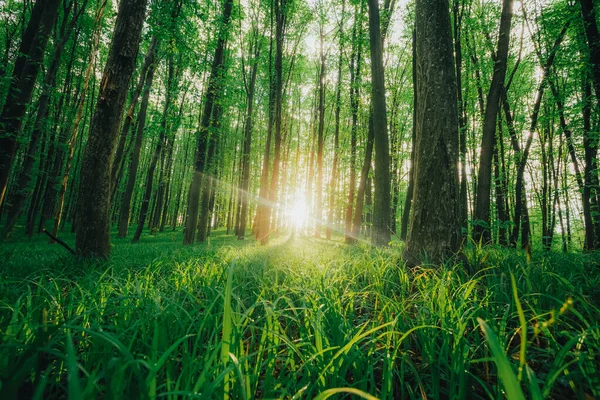 Arbres Forestiers Printemps Nature Vert Bois Lumière Soleil Milieux — Photo