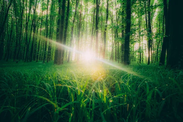 Ανοιξιάτικα Δέντρα Φυσικό Πράσινο Φόντο Φως Του Ήλιου Ξύλο — Φωτογραφία Αρχείου