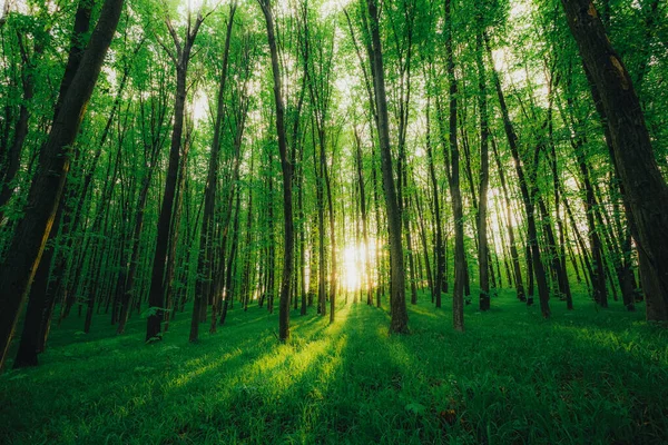 Arbres Forestiers Printemps Nature Vert Bois Lumière Soleil Milieux — Photo