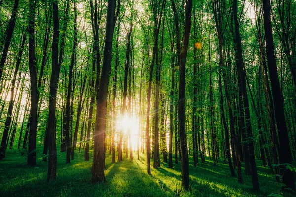 Spring Forest Trees Nature Green Wood Sunlight Backgrounds — Stock Photo, Image