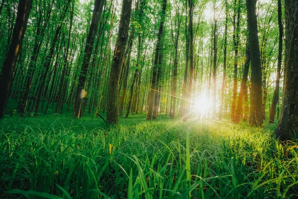Jarní Lesní Stromy Příroda Zelené Dřevo Slunce Pozadí — Stock fotografie